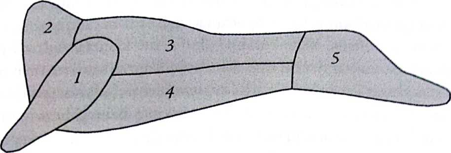 2 pav. Stirnos skerdenos pjaustymo schema: 1 - mentė, 2 - kaklas, 3 - nugarinė, 4 - krūtininė, 5 - šlaunis