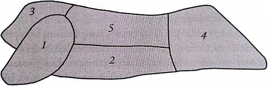 3 pav. Šerno skerdenos pjaustymo schema: 1 - mentė (priekinis kumpis), 2 - krūtininė, 3 - sprandinė (neatskiriama), 4 - kumpis, 5 - nugarinė